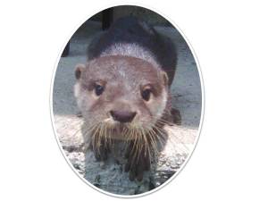 otter front face
